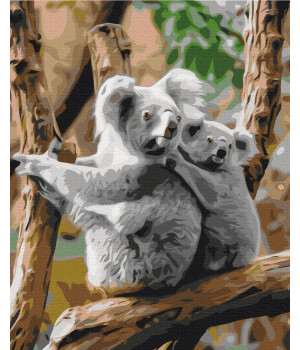 Сім'я коал