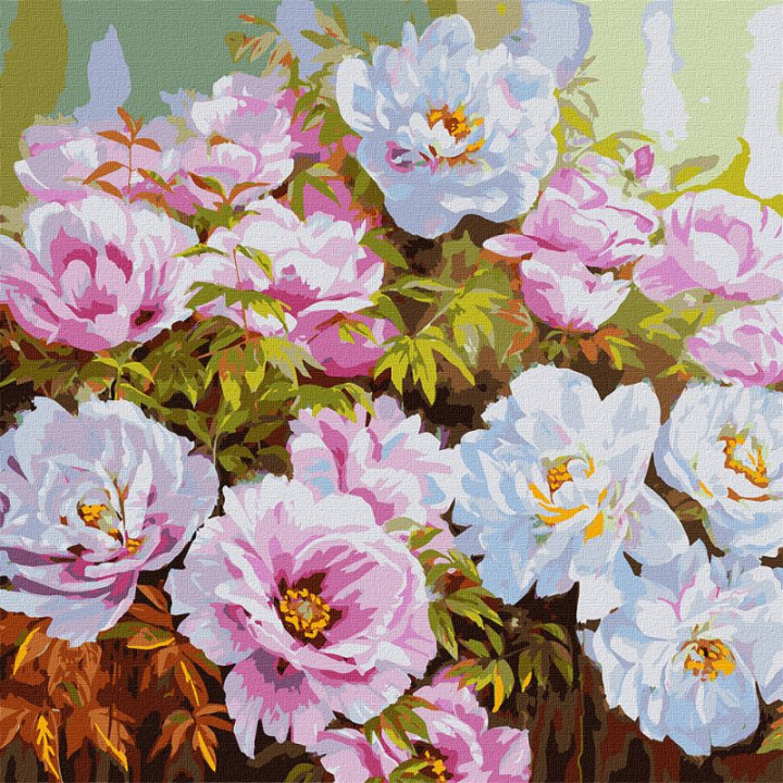 Розпис по номерах. КНО 3193 Розмаїття півоній