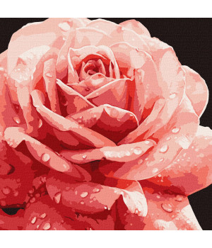 Розпис по номерах. КНО 3236 "Досконала троянда"