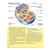 Дитяча ілюстрована енциклопедія. Тіло людини