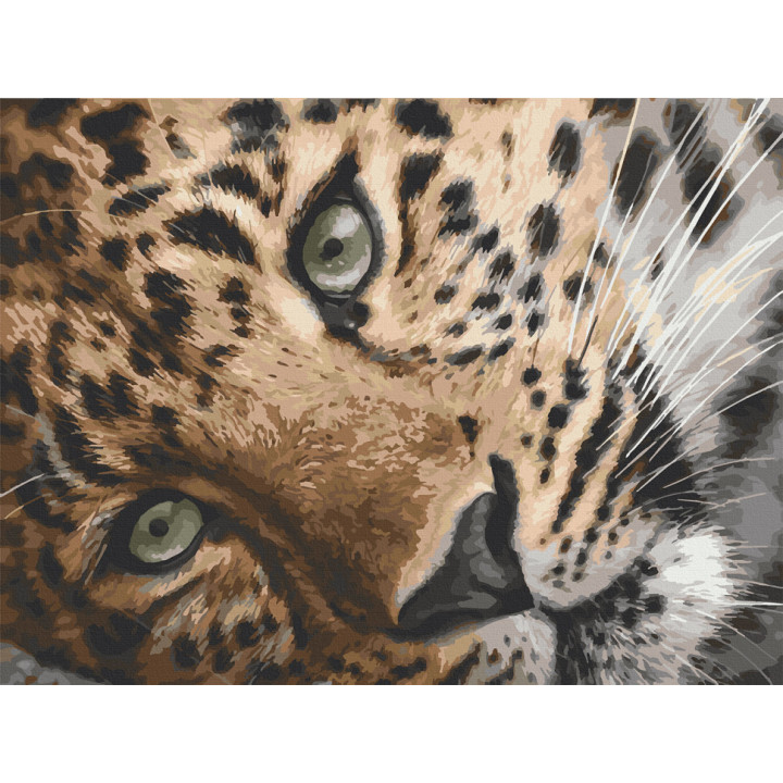 Картина за номерами Леопард 40х50 см 11635-AC